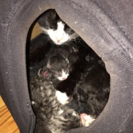 Фотография "Сегодня наша Симка стала мамой замечательных 6 котят. Кто давно мечтал обзавестись домашнем питомцем, пишите. Мы с удовольствием вручим вам такой подарок, сделая вас хоть чуточку счастливее🐱"