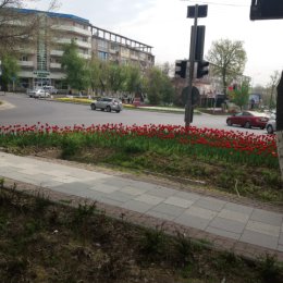 Фотография "Чимкент  город  тюльпанов.  12 апреля 2024г "
