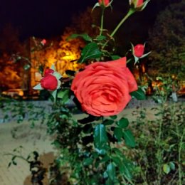 Фотография "Ночная роза"