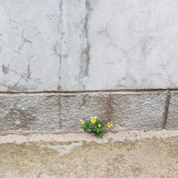 Фотография "И на камнях растут цветы"