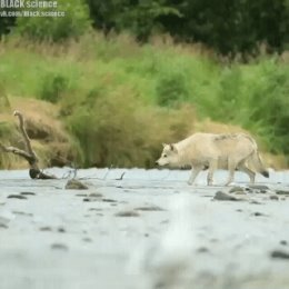 Фотография от Василиса Прекрасная