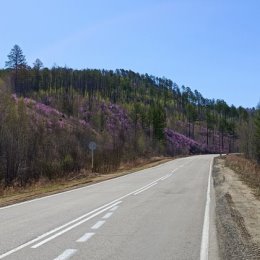 Фотография "Цветет багул. Май 2024 год"