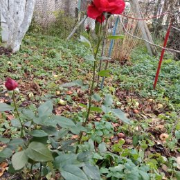 Фотография от Галина Грабаускас(Сентюрева)