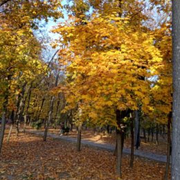 Фотография "Золотая осень в Ессентуках"