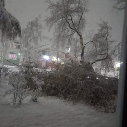 Фотография "Напротив дома Карла Либкнехта 57, треск,сломался старый клен,порвались провода, будьте осторожны,пешеходы"