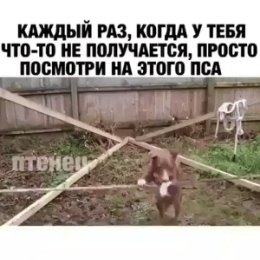 Фотография "Посмотрите на этого друга человека,ценой каких усилий он научился этому,бедняжка."