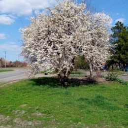 Фотография "А сейчас у нас вот так 7.04 24"