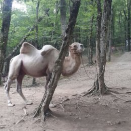 Фотография "Верблюд в лесу))))"