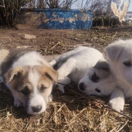 Фотография "Они просто наше  ♥️♥️♥️♥️"