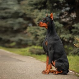 Фотография от Дарья Шишкина DOG HENDLER