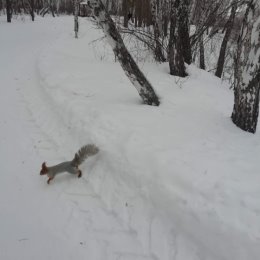 Фотография "Перехожу дорогу.... Горит зелёный! "