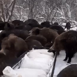 Фотография от Владимир Пичугин