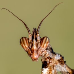 Фотография "Богомол.Нимфа Blepharopsis mendica."