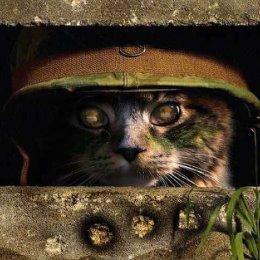 Фотография "А вы уже завербовали своего кота в ряды «Сопротивления»? http://www.odnoklassniki.ru/game/crisis?sm_type=viral&sm_st1=photo&sm_st2=cat_4"