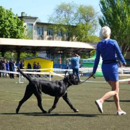 Фотография "Элька-Elpida Oro NeroTESORO DI SPERANZA 2JCAC,BOB не продаётся!"