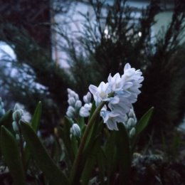Фотография "Апрель, пятница, вечер...и первые мои цветы уже цветут)))"