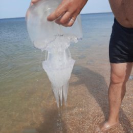 Фотография "Вот такие медузы нас встречали на азовском море"