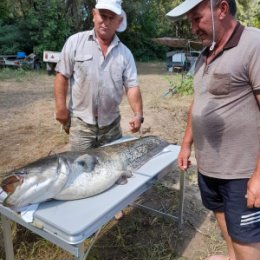 Фотография "Волга. 25.08.23 Енотаевский р-н. с.Грачи"