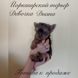 Фотография "Продается девочка, будет маленькая ,с короткой мордашкой "