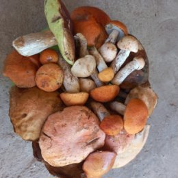 Фотография "Часть грибов, собраных сегодня утром в лесу"