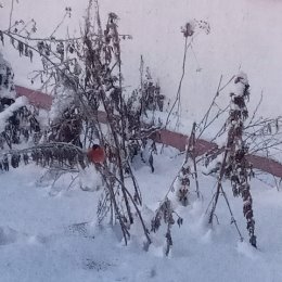 Фотография "Вот и снегири."