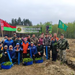Фотография "Посадка  лесных  культур  18  апреля  2024  года. Участвуют  ветераны  и работники  Наровлянского  спецлесхоза."