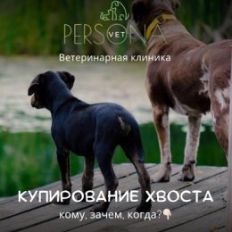 Фотография от PERSONA VET