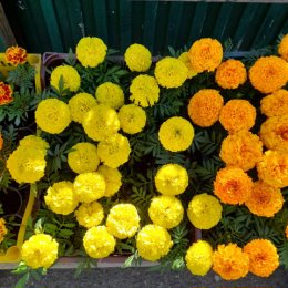 Фотография от Рассада цветов и овощей для вашего сада