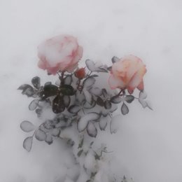 Фотография "Первый снег."