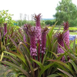 Фотография "eucomis sparkling burgundy
бордово-рожевий 100 грн"