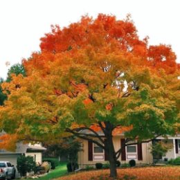 Фотография "Осеннее дерево"