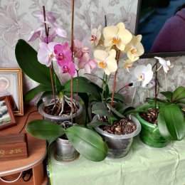 Фотография "Мои орхидеи "