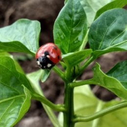 Фотография "🐞🌱"