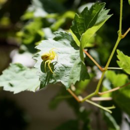 Фотография "Жёлтый паук на виноградном листе ."