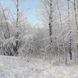 Фотография "Зима в Питере."