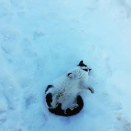 Фотография "Экстремальное закаливание в снегу."