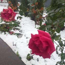 Фотография "Снег и розы"