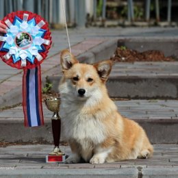 Фотография "05.06.2022г. Национальная выставка всех пород ранга САС/ Чемпион РКФ г. Рязань, эксперт Белкин А.С. Лайф Спринг Награда фор Вайтенсхоф 9,5 месяцев (LAIF SPRING ROYAL GOLD -LAIF SPRING CITRIC JUICE), заводчик Леонтьева Н.В. - отлично, CW, ЮСАС, ЮЧРКФ, ЛЮ,ЛПП. Бест групп 2 место. Мы закрыли Юного Чемпиона России и Юного Чемпиона РКФ.

родословная
https://www.pedigreedatabase.com/pembroke_welsh_corgi/dog.html?id=3115950-laif-spring-nagrada-for-weitenshof?_v=20220626054543"