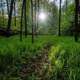 Фотография "Весенний лес
#антонмазаев #antonmazaev #moscow #природа #пейзаж #весна #nature #sun #sunset #landscape #green #sunday #sunshine #light #sunrise #tree #sunny #trees #sundayfunday #naturephotography #naturelovers #sunnyday #lights #forest #sunglasses #plants #plantbased #christmastree"