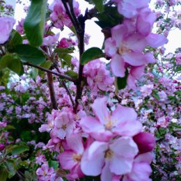 Фотография "Весна в саду"