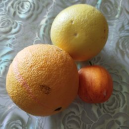Fotografie „Апельсин Кара Кара Навёл, грейпфрут, лимон Аркобалено. ”