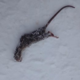 Фотография "Крыса погибла ."
