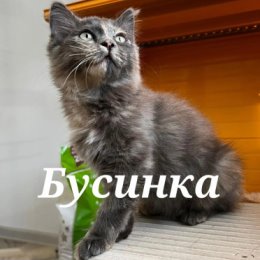 Фотография от Ида Фонд 4 лапы Юрга