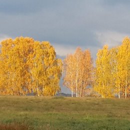 Фотография "Березы в заходящем солнце"