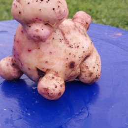 Фотография "Вот такая картошка у меня выросла в этом году




"