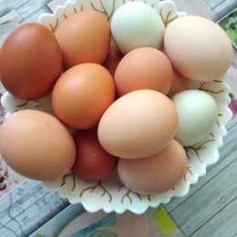 Фотография "Продам домашние куриные яйца "