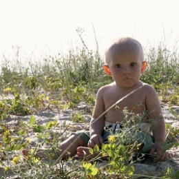 Фотография "уши просвечиваются на солнце)"