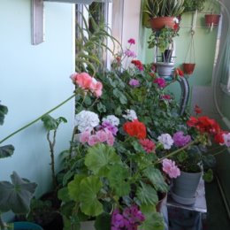Фотография "Мой, зимний, сад,, 14,п"