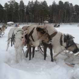 Фотография от Татьяна Никитина