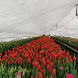 Фотография "HVDM вместо тысячи слов.#tulips #tulp #tulip #tulpen#tulipa#tulipina#tulpens🌷#tulipseason #tulipanes#greenhause #spring #springiscoming #springflowers #hvdm #flowers #flower#flowerslovers #тюльпаны #тюльпаноптом #теплица #тюльпаныволгоград #тюльпанволжский"